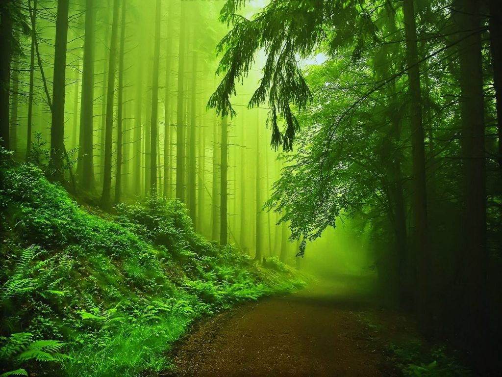 green forest