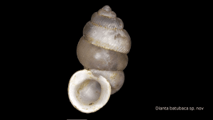 New Species Discovered